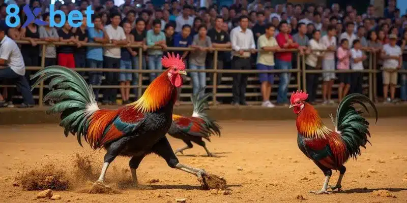 Cách thức cá cược đá gà trực tiếp khá đơn giản, dễ hiểu